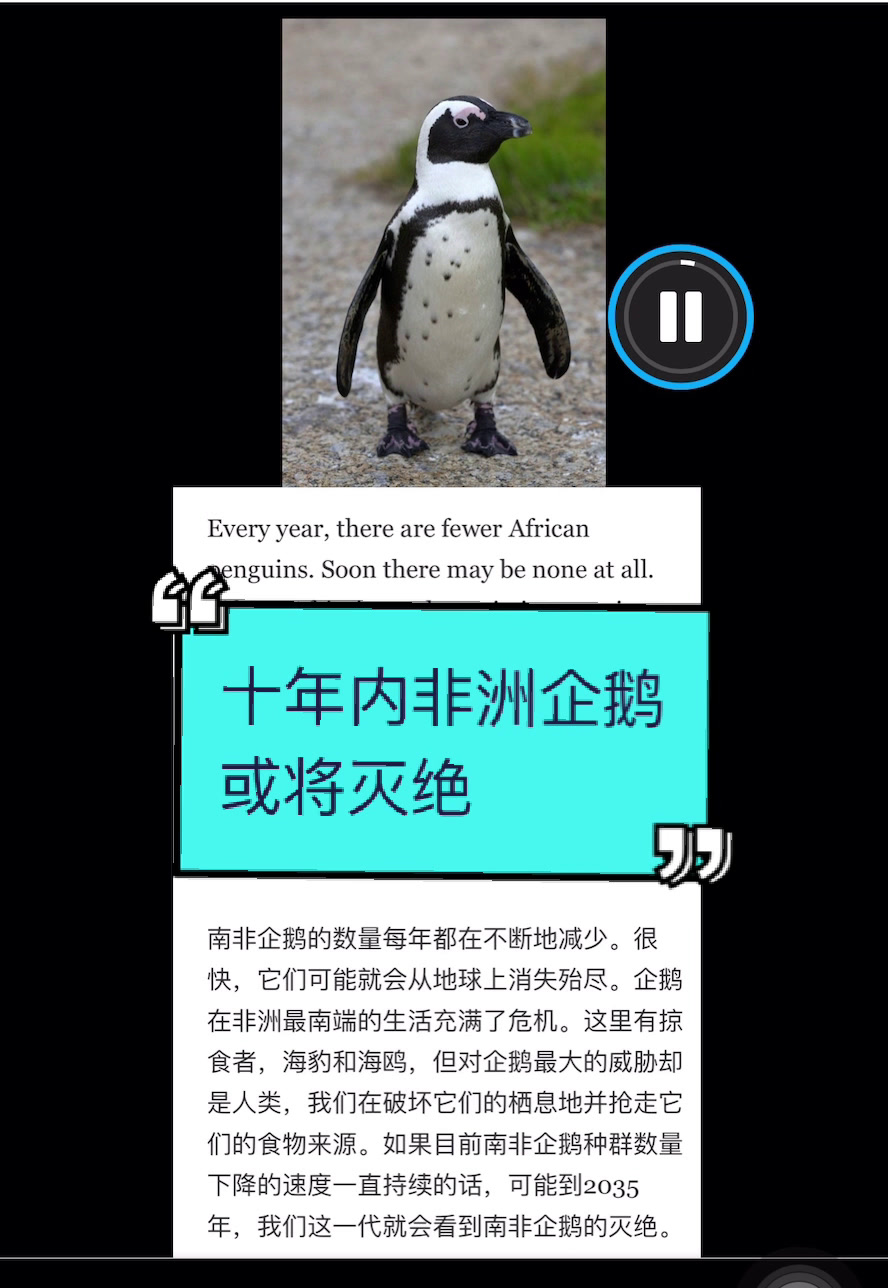 十年内非洲企鹅或将灭绝