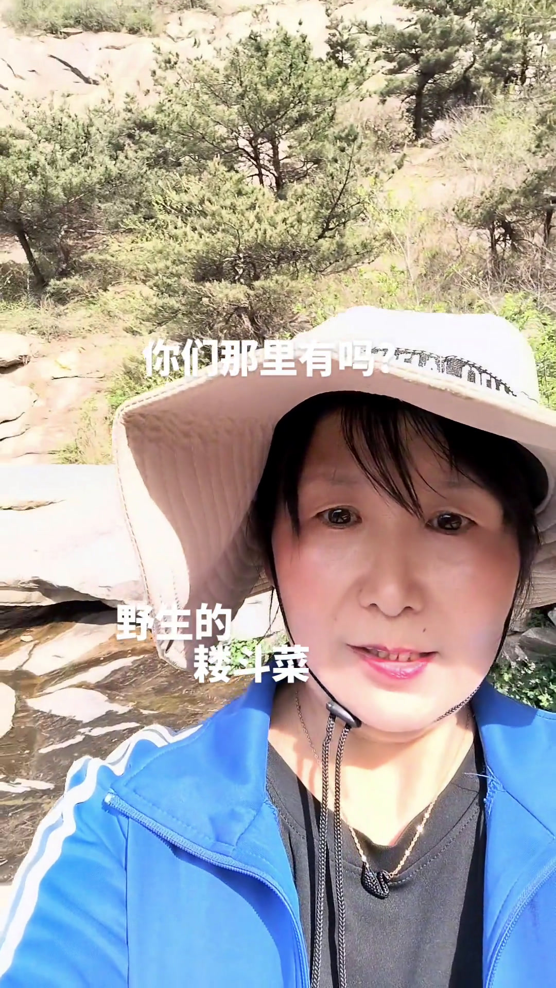 这耧斗菜是野生的,你们那里有吗?它长在山沟沟小溪边