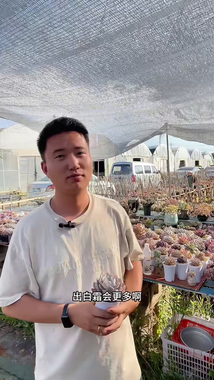 多肉白霜越来越多 多肉白霜越来越多是为什么?应该如何处理