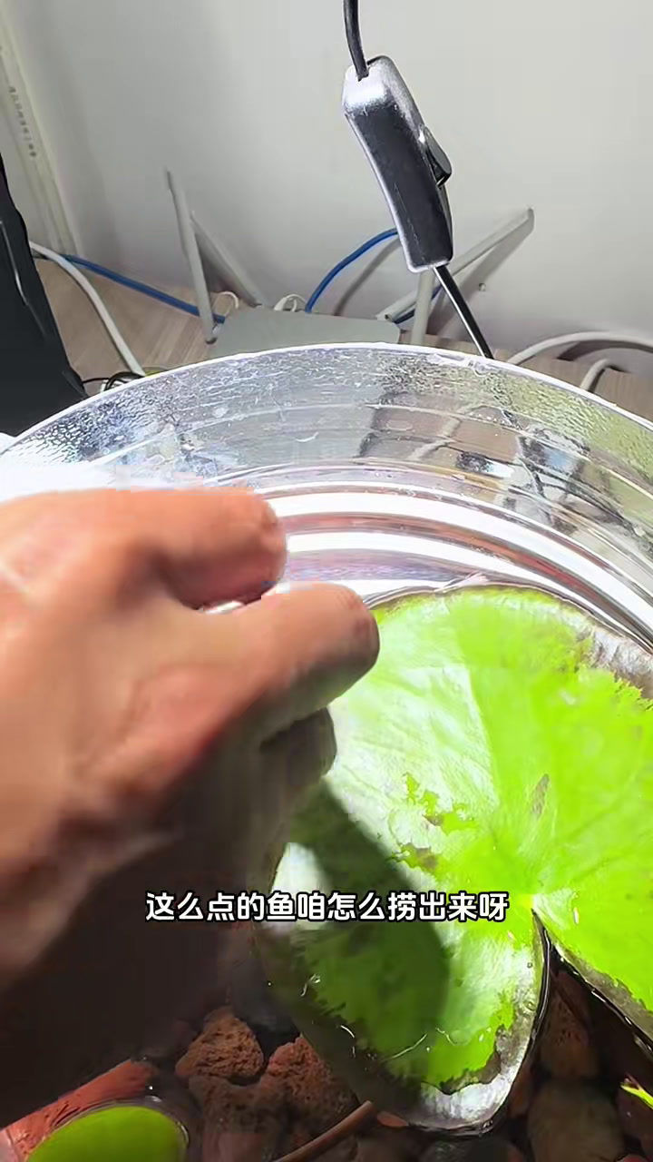 高大壮养着玩第三一零天之口袋孵化小鱼 清鳉鱼卵放屁股口袋