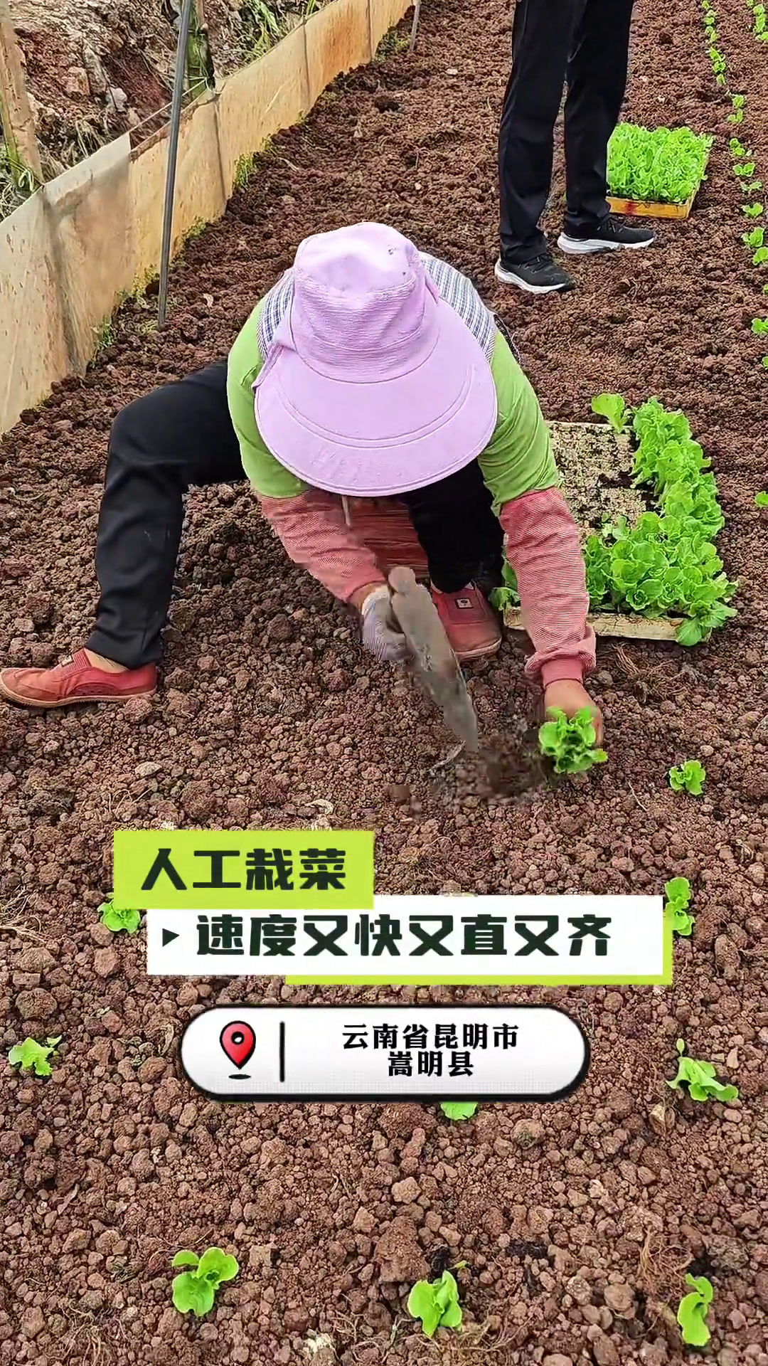 云南生菜种植有“栽苗大军”,自动化设备……