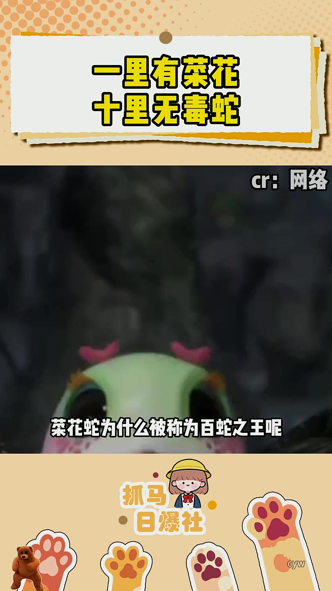 菜花蛇为什么被叫做百蛇之王