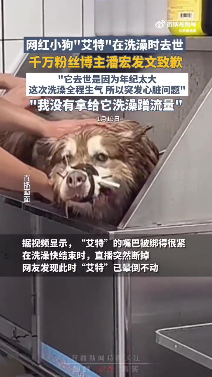 近日,网络博主“潘宏爱玩狗”直播给网红小狗“艾特”洗澡,导致“艾特”死亡一事持续引发关注。