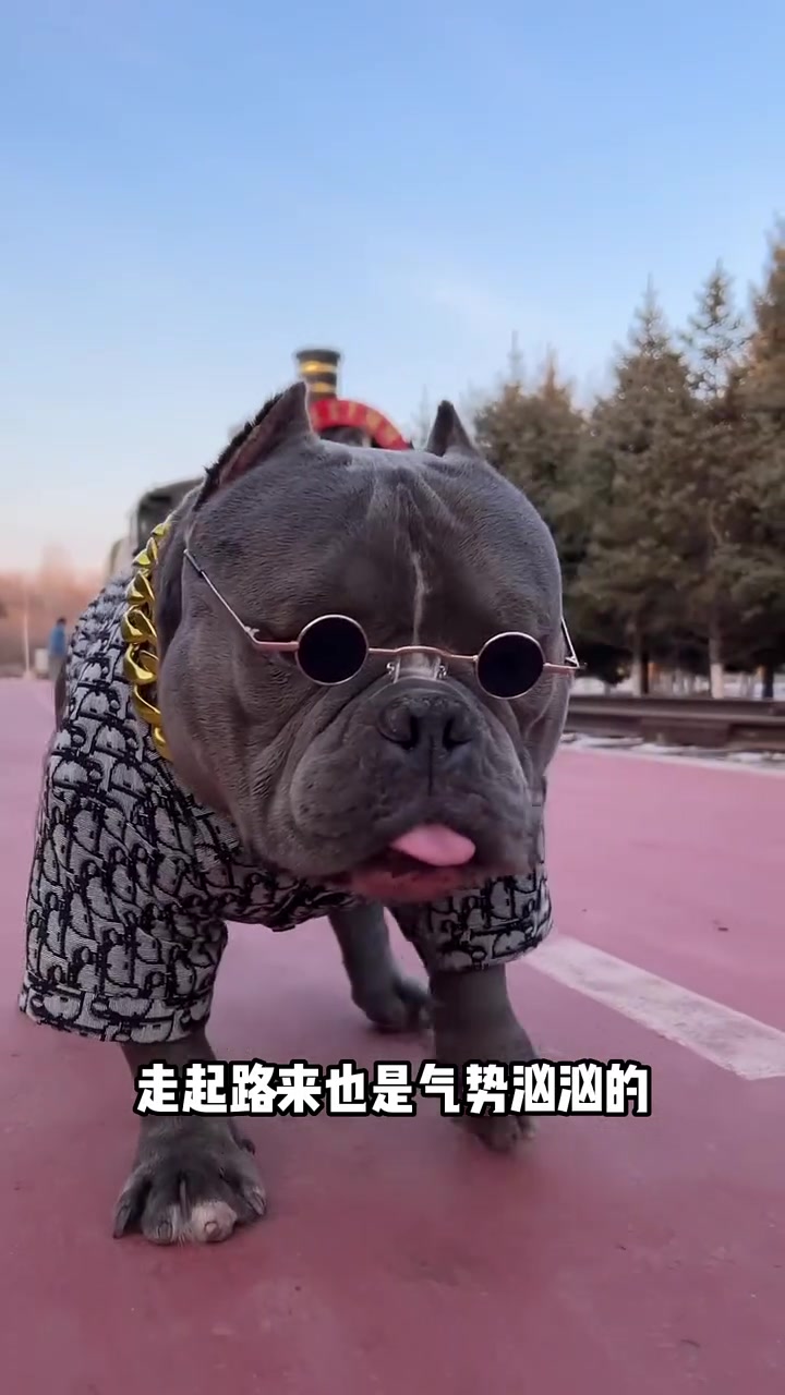 终极伴侣犬恶霸 恶霸犬 萌宠出道计划