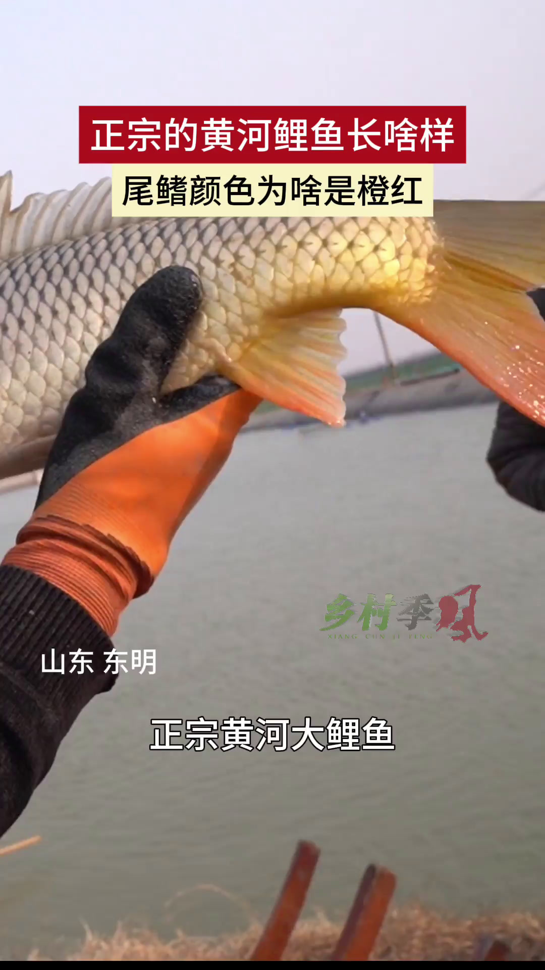 正宗的黄河鲤鱼长啥样 尾鳍颜色为啥是橙红