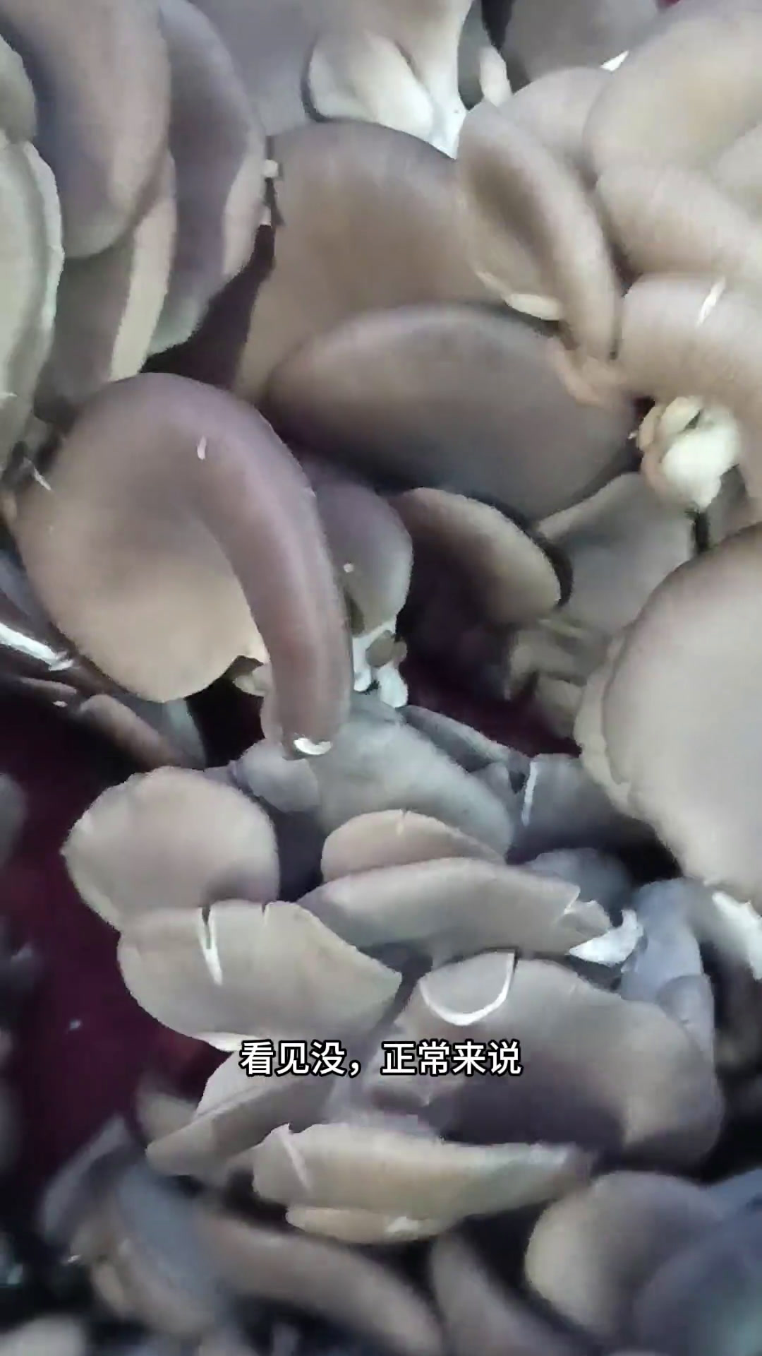 过年蔬菜怎么挑选?过年挑菜小妙招!黄瓜怎么挑?鲜蘑怎么挑