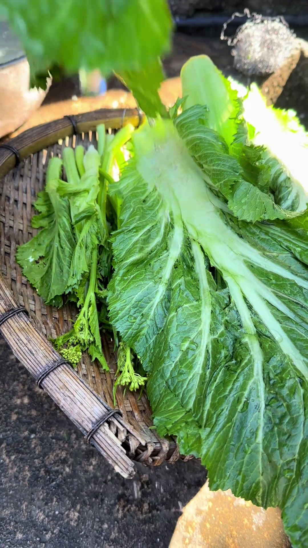酸扒菜