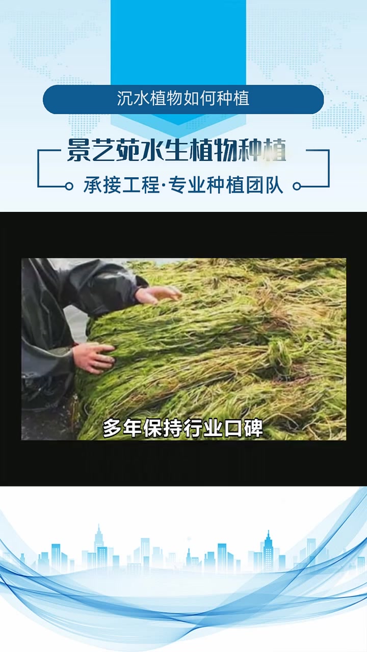 微齿眼子菜