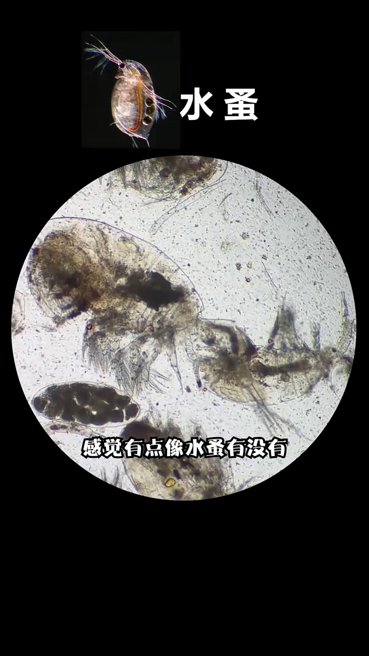 我竟然吃了我吃的食物吃的食物!?