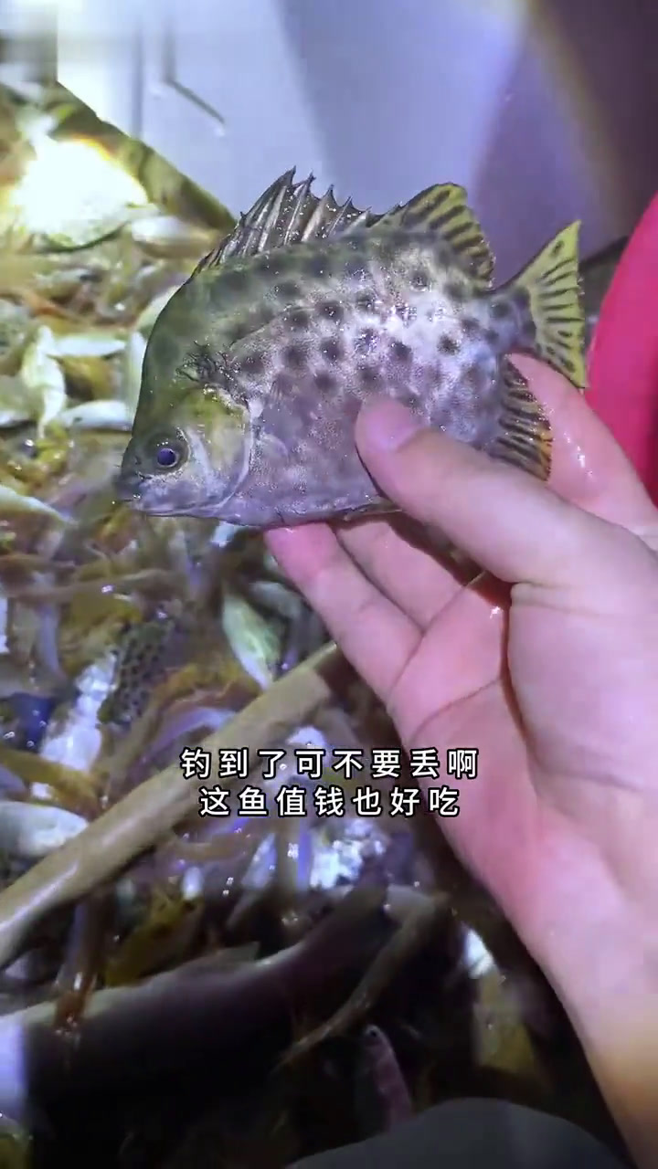 代广东惠州龙门县的钟老板出海捕鱼,今天渔获大丰收