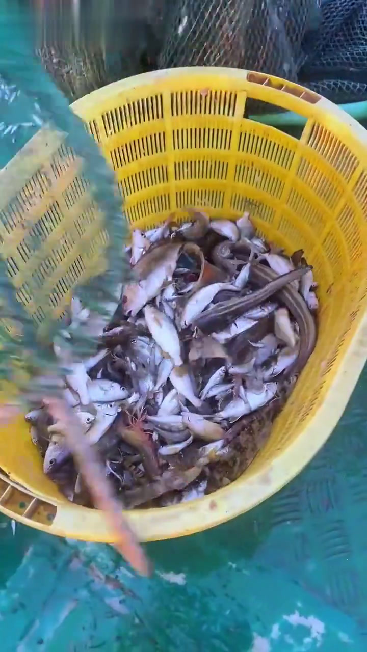 代广东惠州的丁老板出海捕鱼,今天渔获可以吧