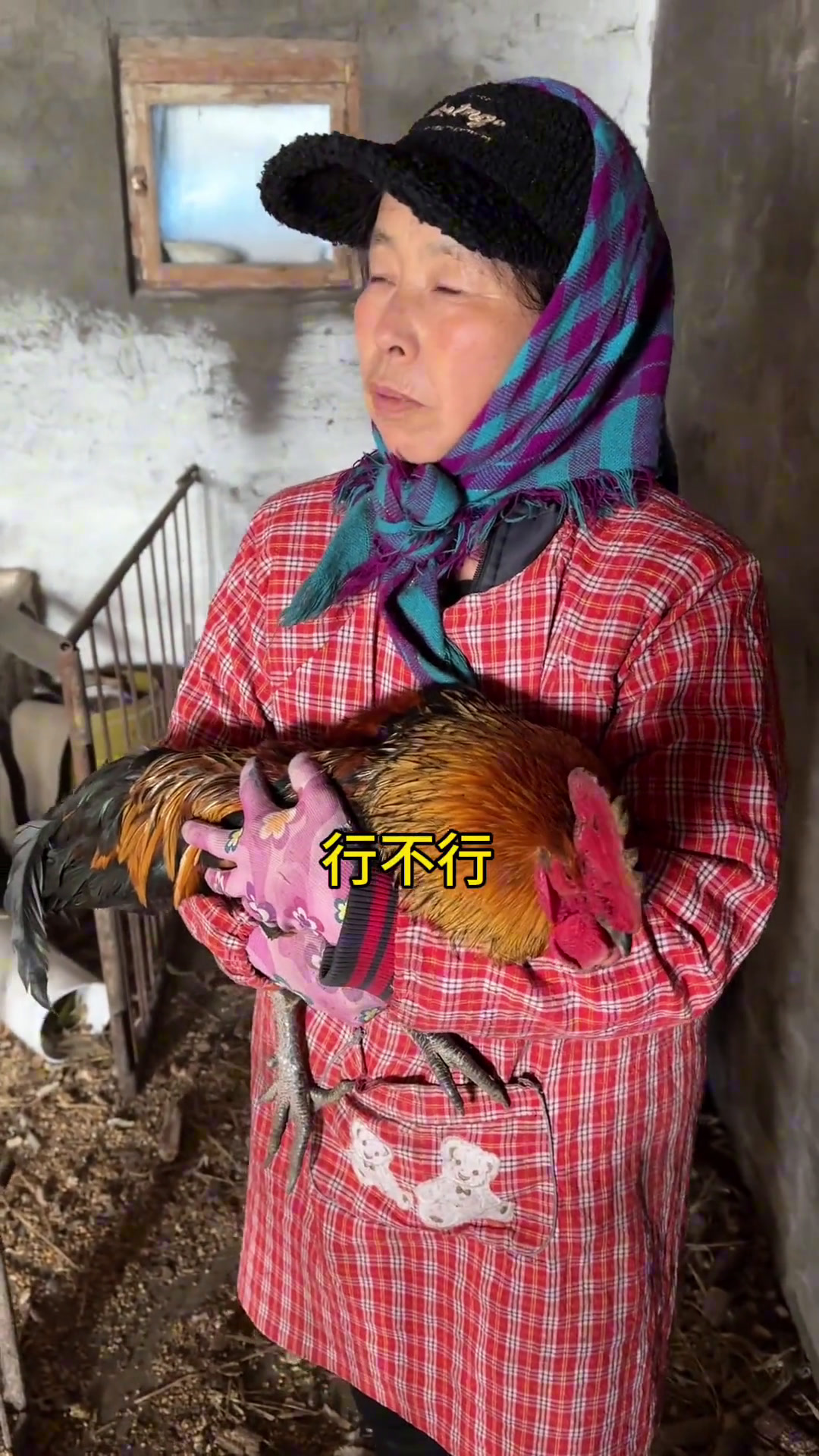 今天杀年鸡,虽然有点不舍但是吃着真香啊!