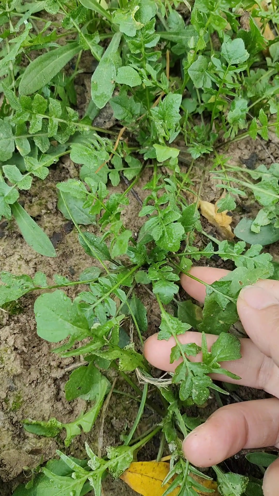 荠菜又名护生草,古人称其“菜中甘草”,拍给大家看看