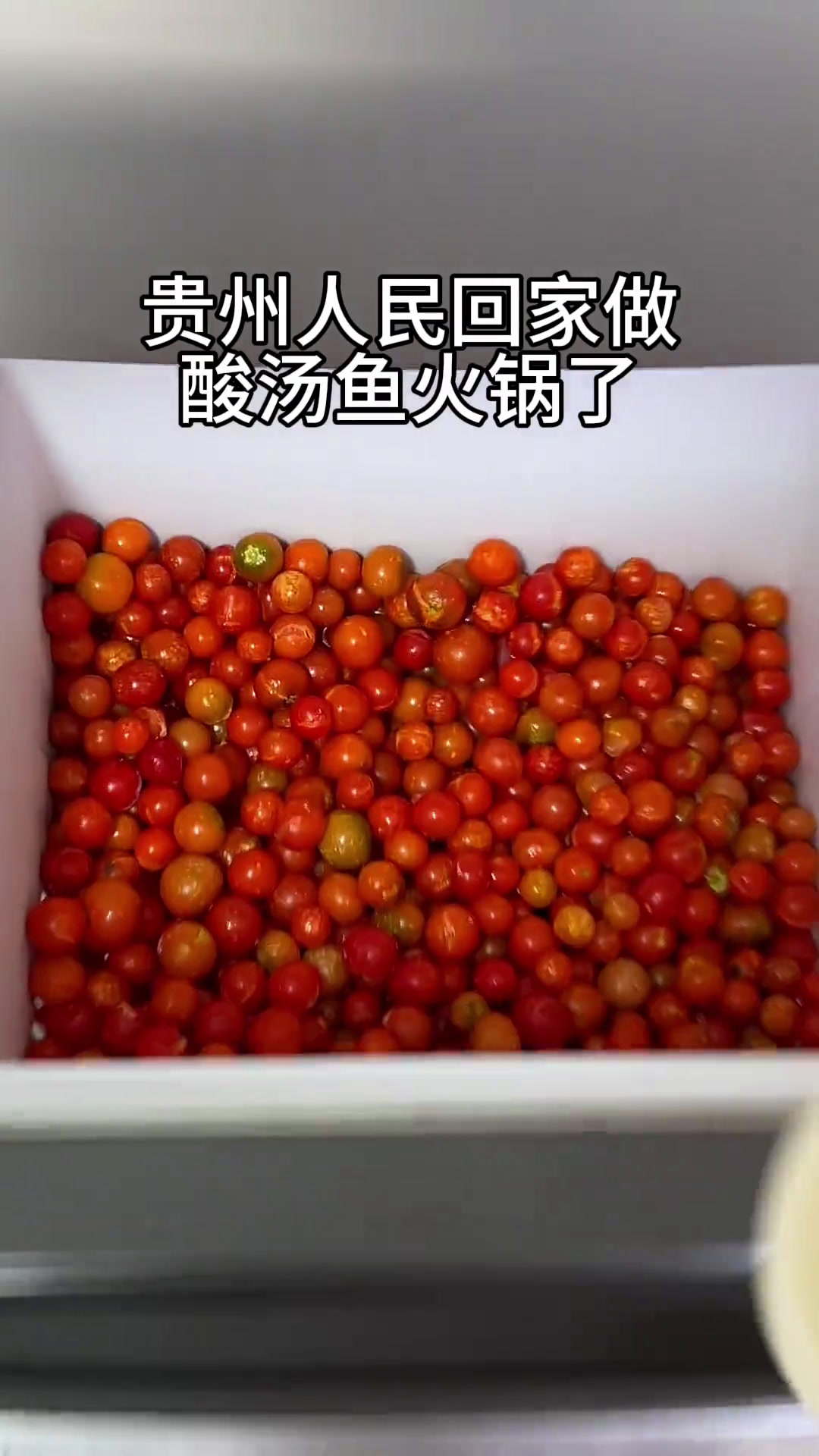 贵州的年夜饭桌上怎么能少得了我的拿手菜酸汤鱼火锅呢