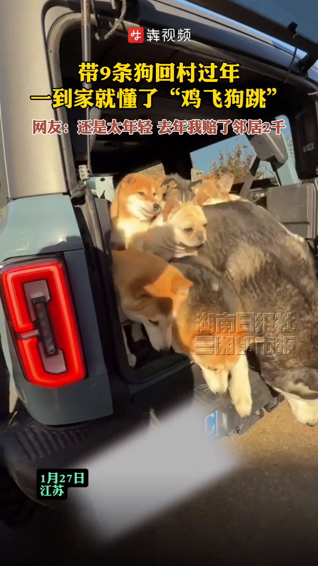 带9条狗回村过年 一到家就明白了“鸡飞狗跳” 网友:还是太年轻,去年我赔了邻居2千