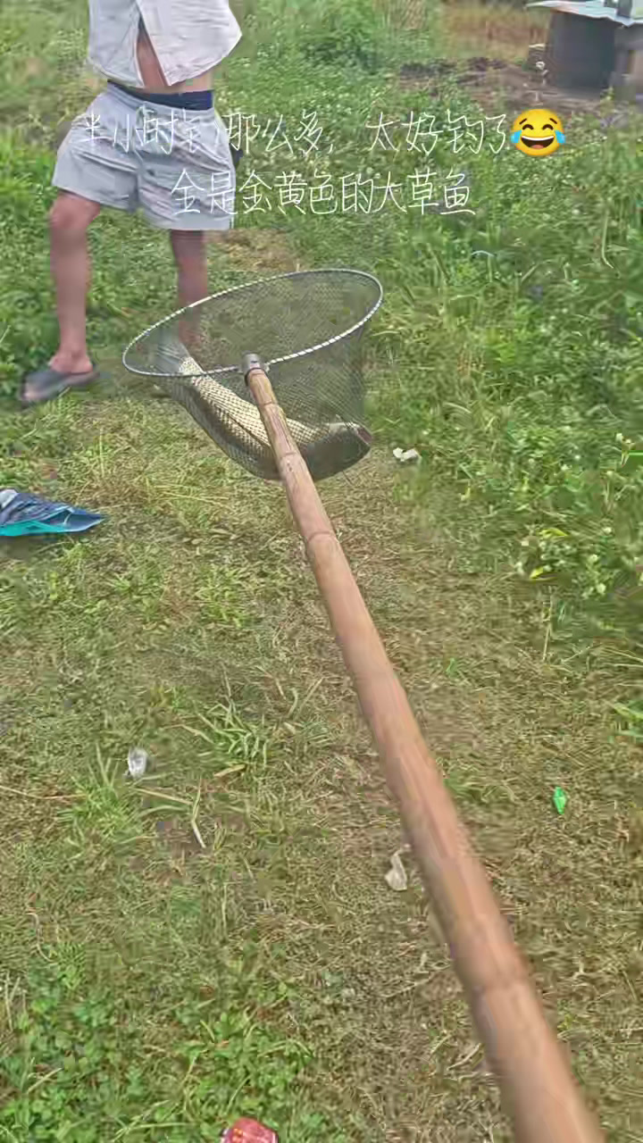 不喂饲料的金色大草鱼,还有金红色的鲫鱼,味道口感相当好