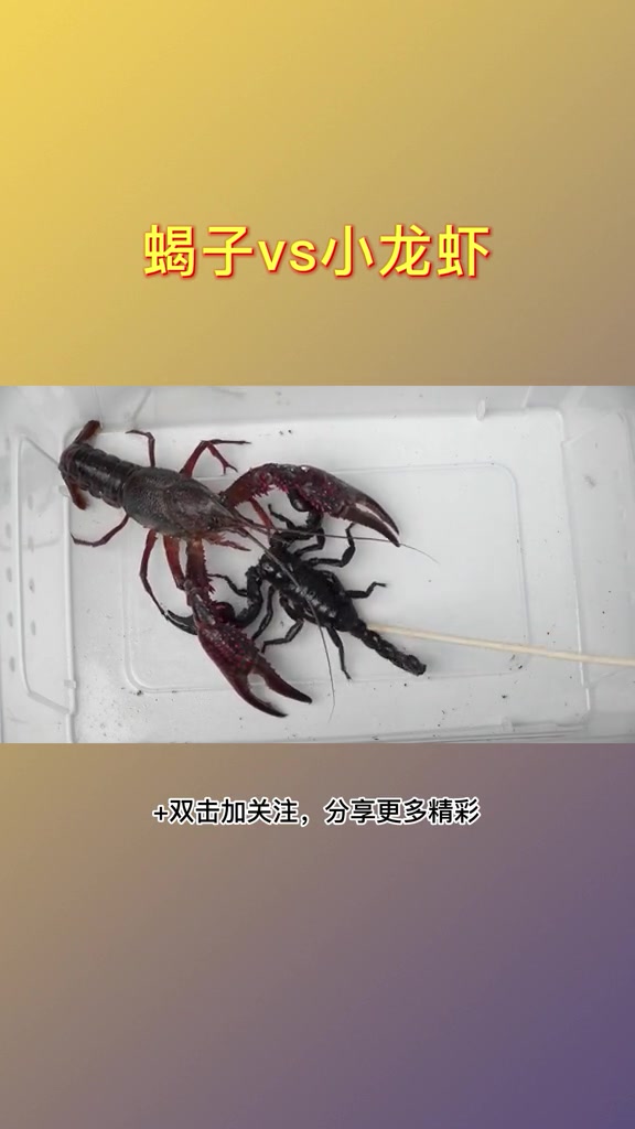 蝎子vs小龙虾