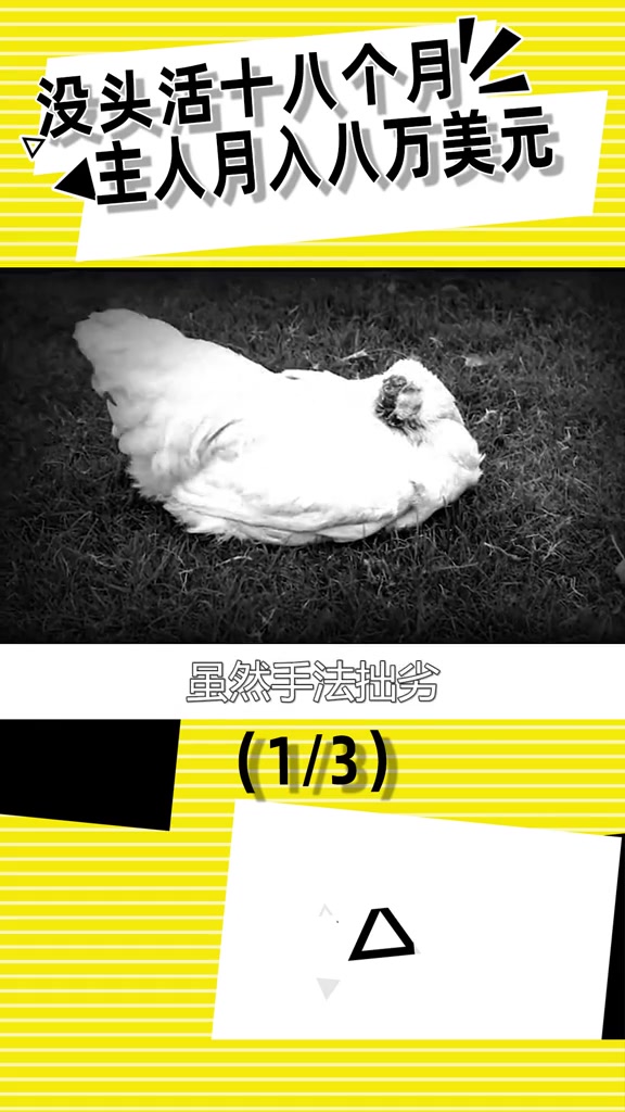靠无头鸡月入8万?鸡没头还能活18个月,它是怎么活下来的?