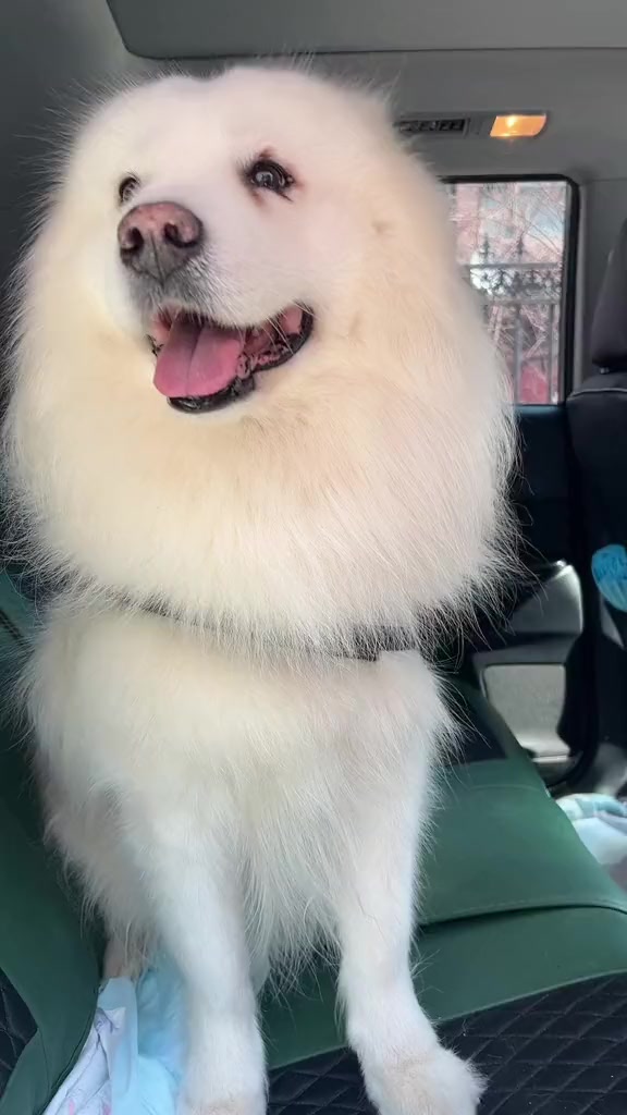 我家老大 二宝子～拔了两颗长一块的小牙牙 和一块息肉～晚上就活蹦乱跳了 哈哈 老当益壮 希