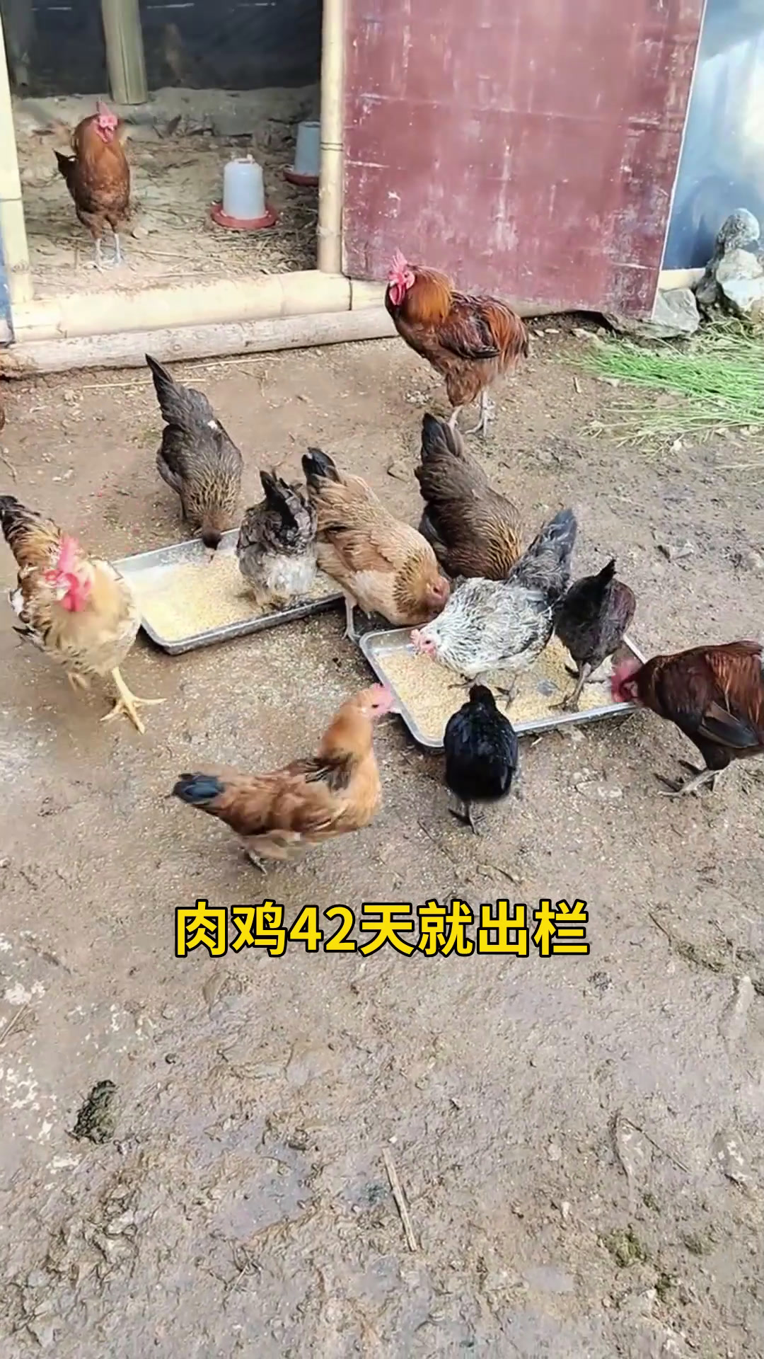 肉鸡的肠道十分脆弱,合理预防肠道疾病的方法你知道吗#养鸡人
