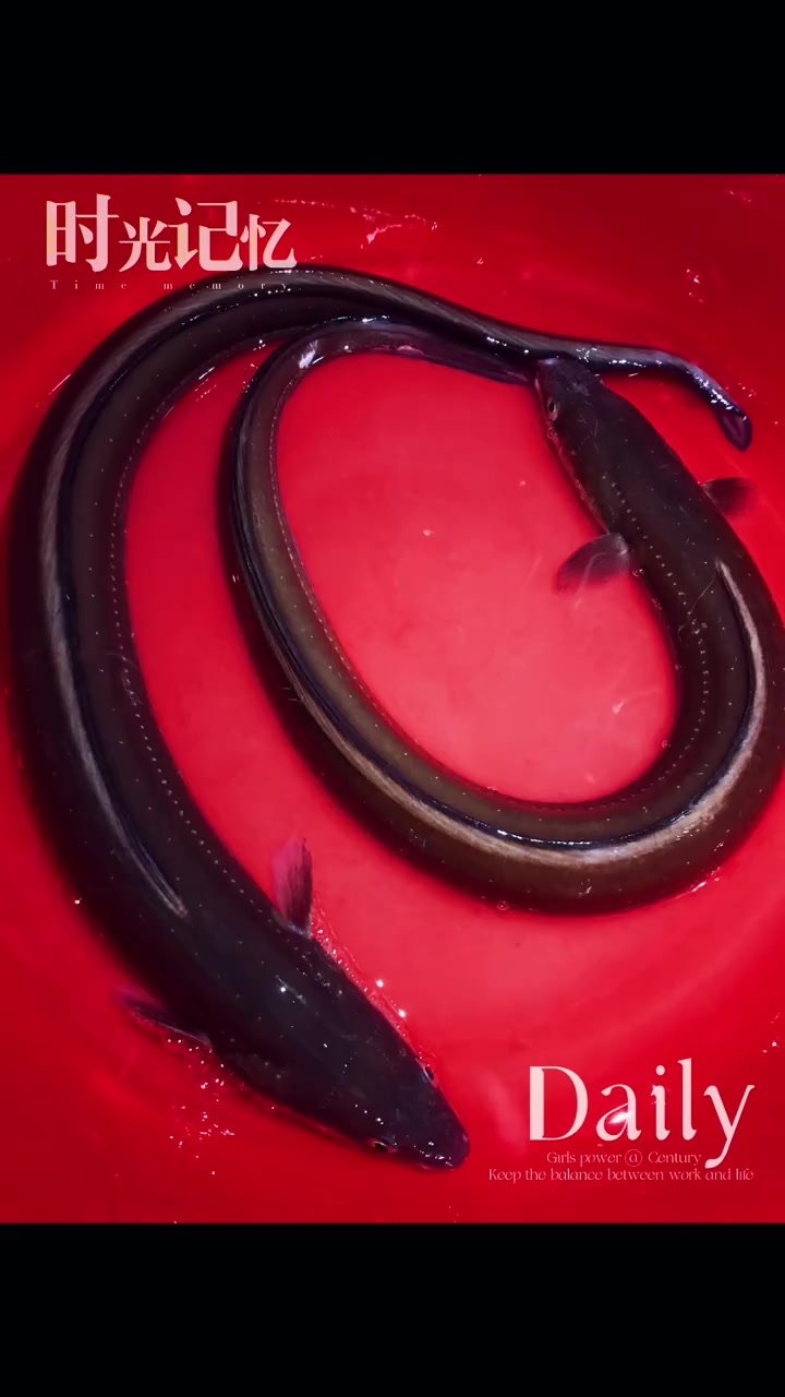 今天为家人做一道特色菜～红烧鳗鳞鱼,嘎嘎香,嘎嘎好吃