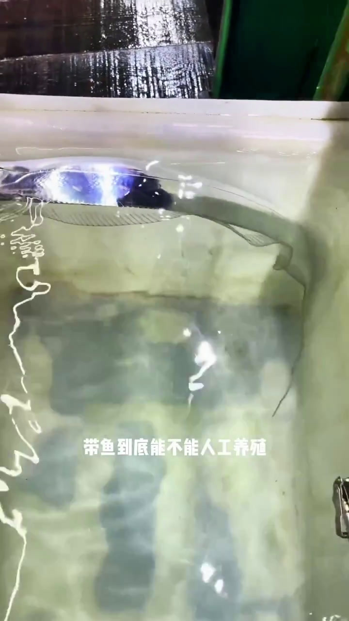 朋友们,带鱼你们见过人工养殖的吗?