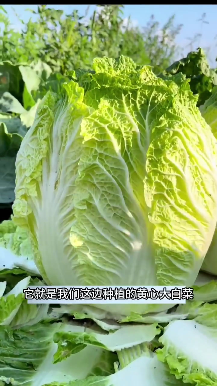 10种可以腌咸菜的绿叶蔬菜