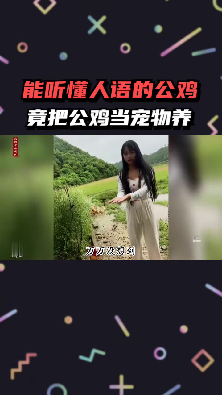 农村女孩竟把公鸡当宠物养,公鸡能听懂人语,堪称公鸡中的战斗机