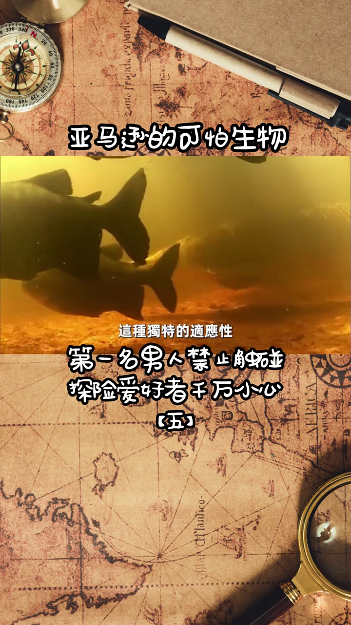 第562集|亚马逊巨骨舌鱼