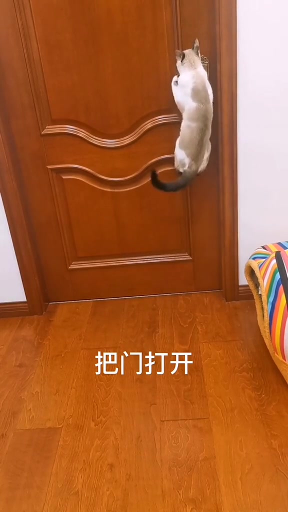 一气呵成的真实视频,曾经的小流浪猫小汤圆长大了,给大家演绎了它对主人的衷心～