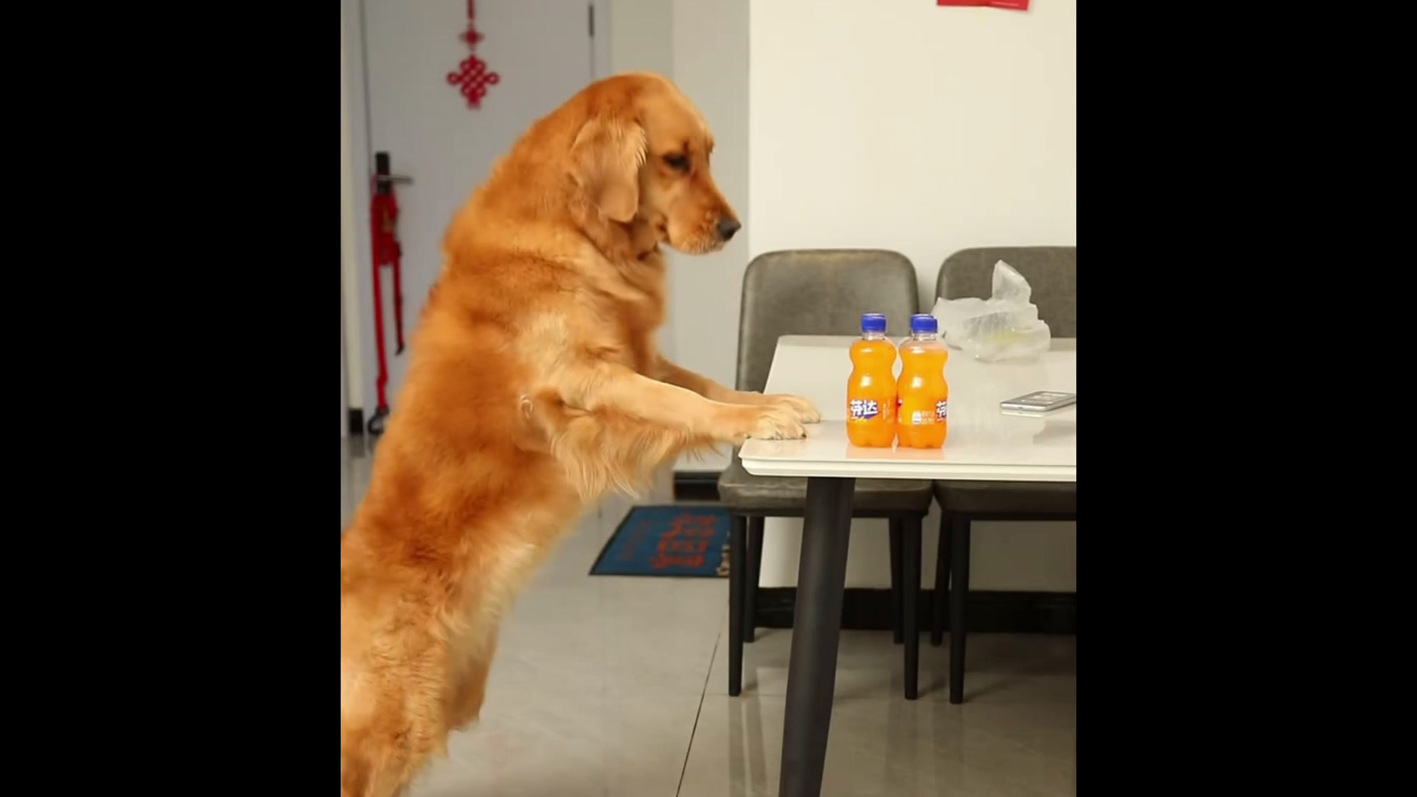 coco真的好可怜呀