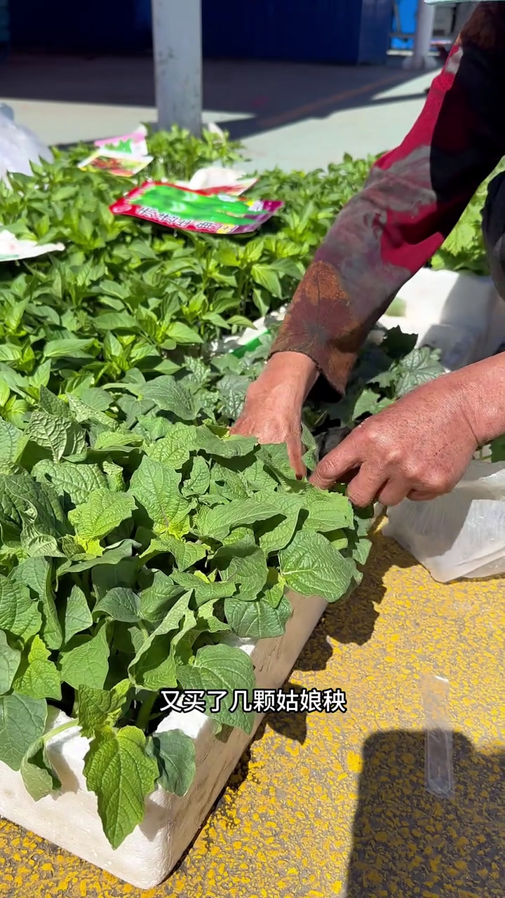 自己种的纯天然绿色蔬菜 记录真实的生活 记录真实农村生活