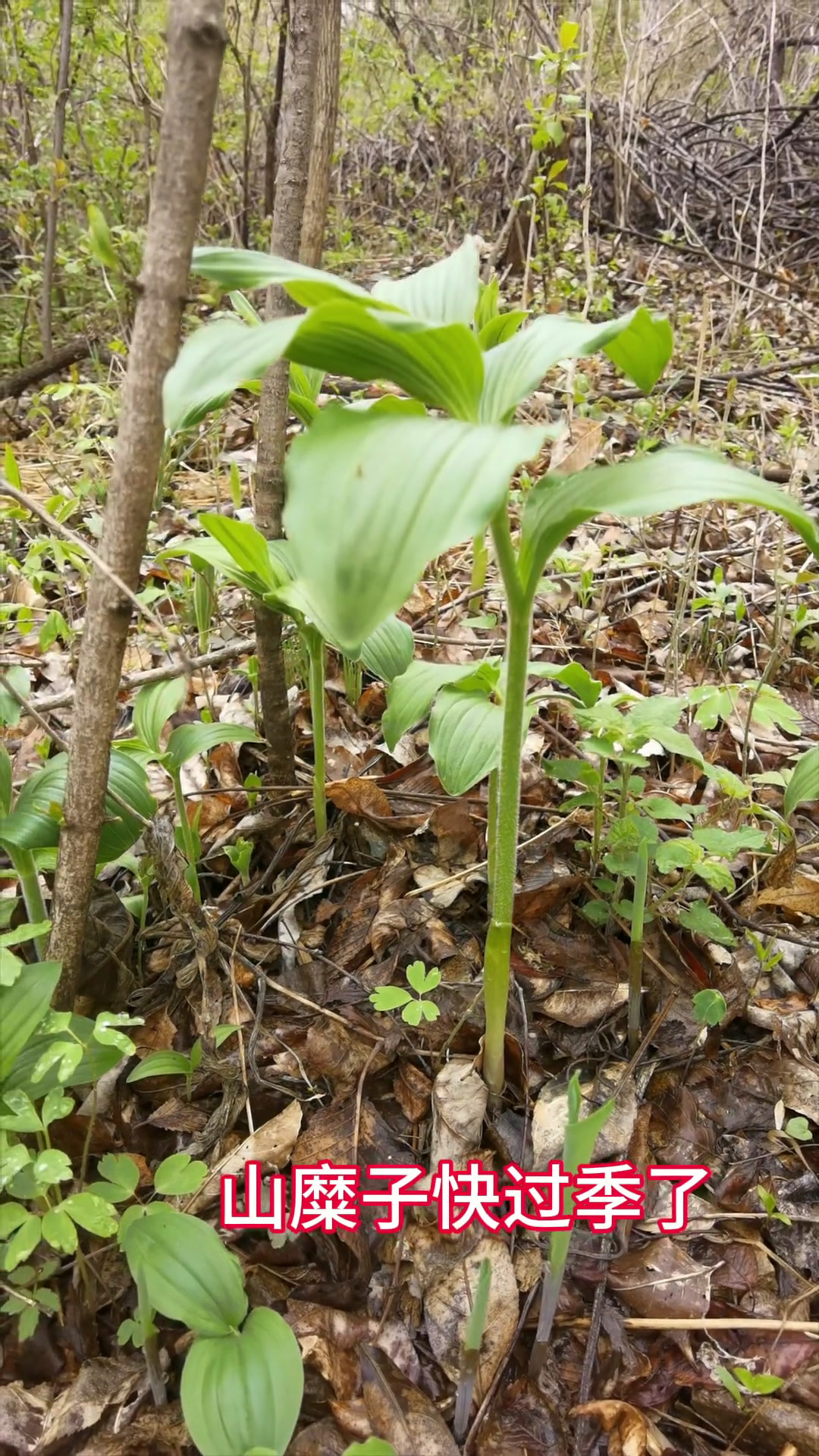 山糜子快过季了,今天有幸采到了山荞麦秧