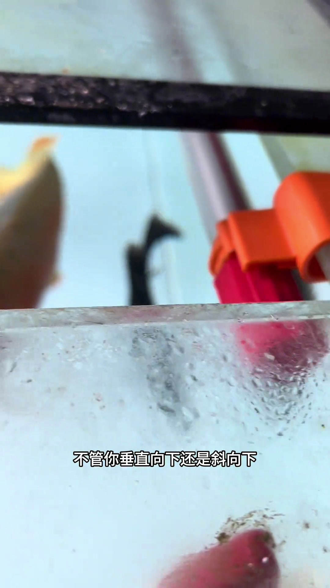 龙鱼灯光摆放技巧:避免掉眼与发色问题