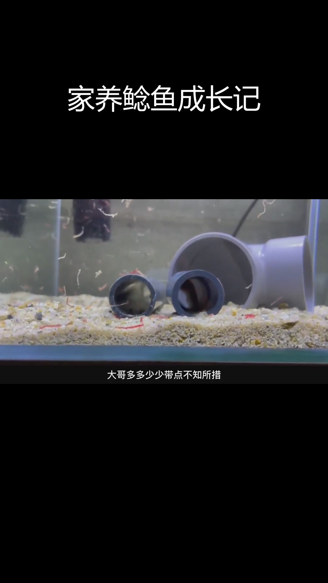 两条鲶鱼幼崽的成长日记:从水沟到家庭的转变