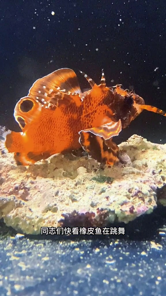 会跳舞的象鼻鱼,这哥们颜色挺好看