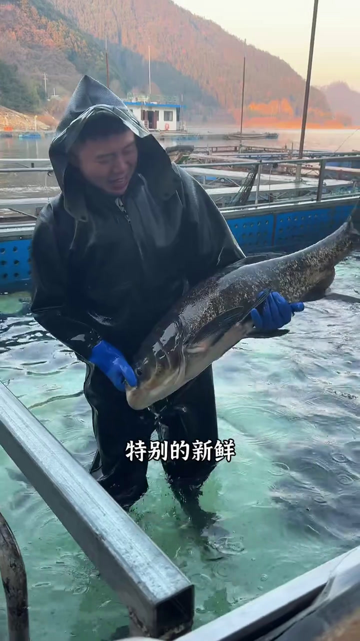 过年来千岛湖捞淳鱼,这样的鱼头汤味道到底如何?