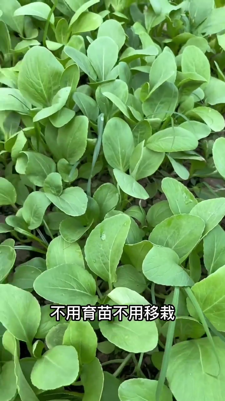 10种八九月份可以种植的绿叶蔬菜