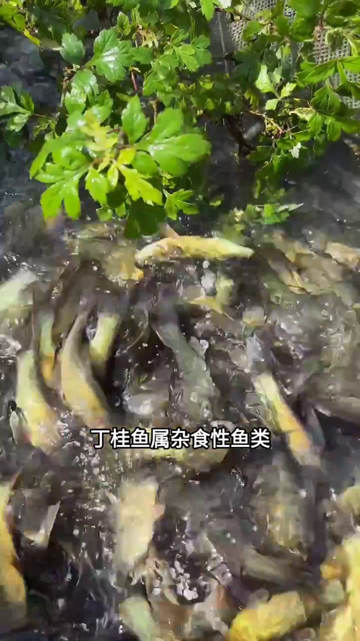 被称为鱼医生的丁桂鱼,又叫丁鱥鱼,金鲑鱼,杂食性鱼类