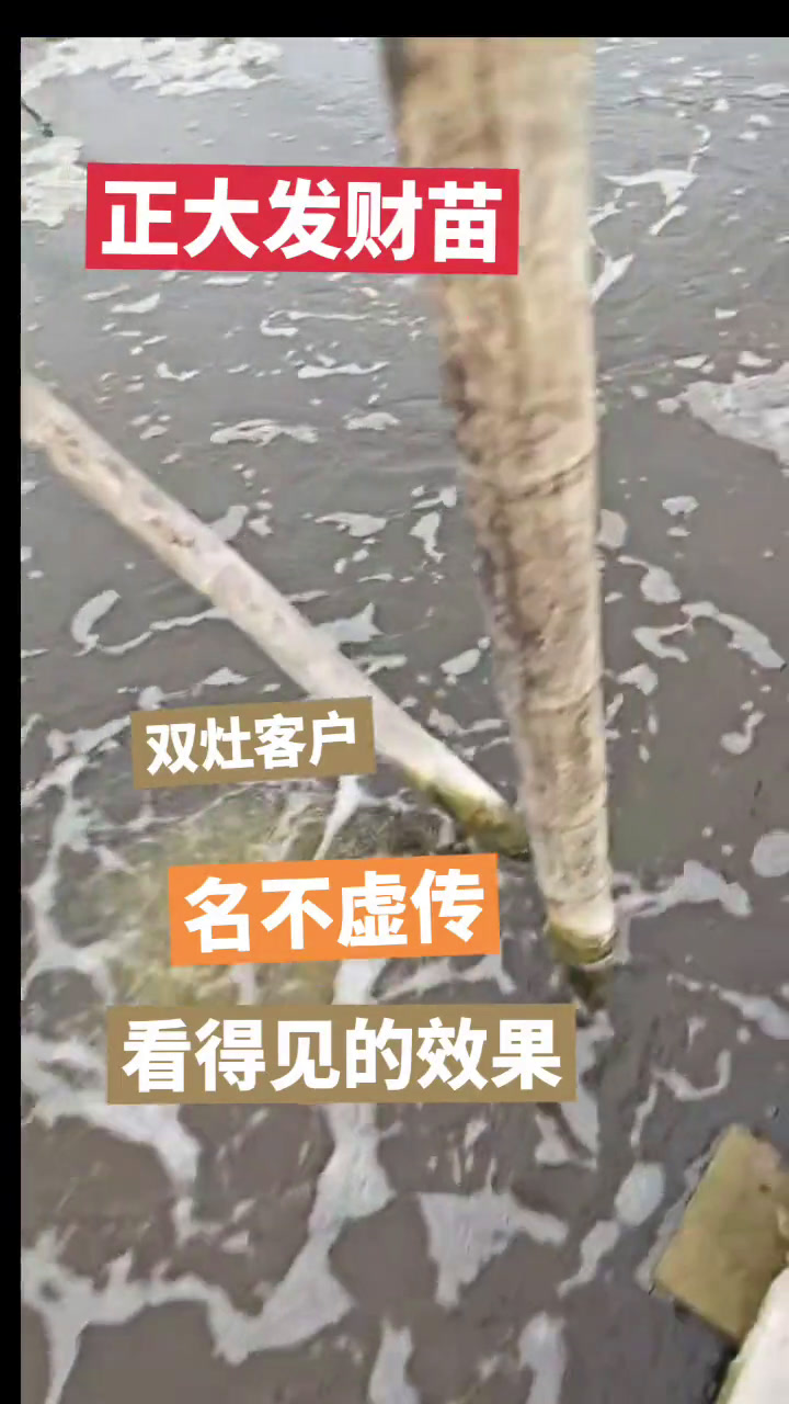 虾苗 爱红