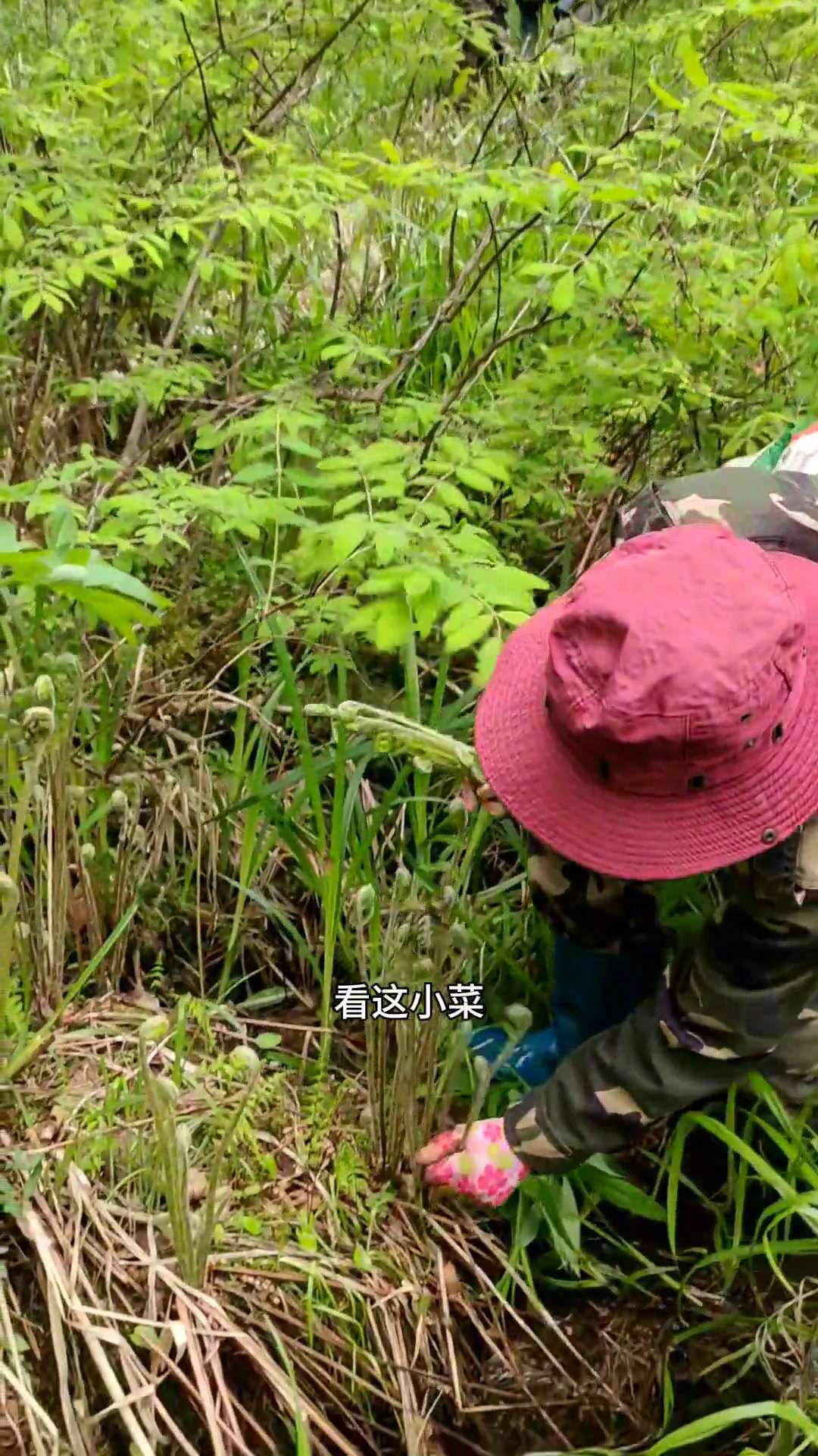 这是林区人最赚钱的山野菜了,它就是牛毛广,也叫薇菜