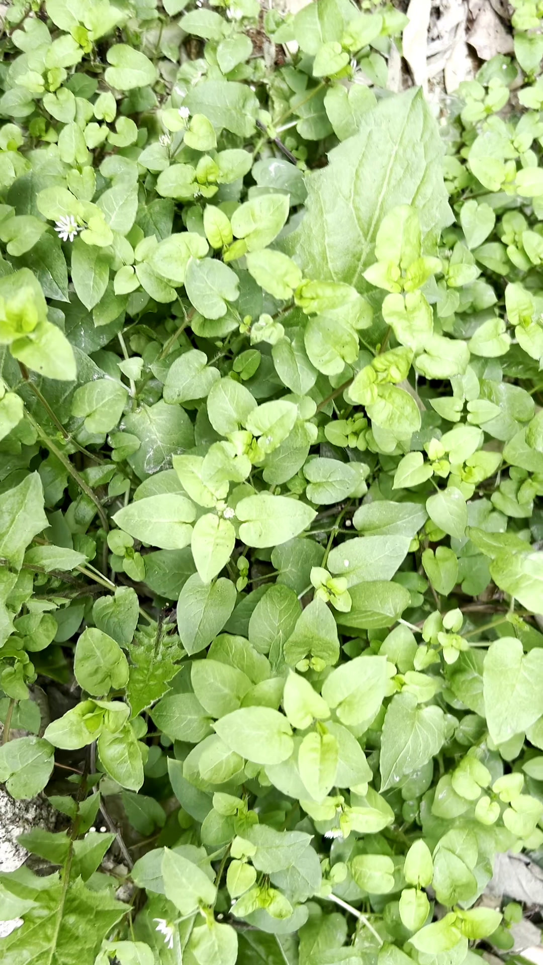 鹅肠草、一味中草药。