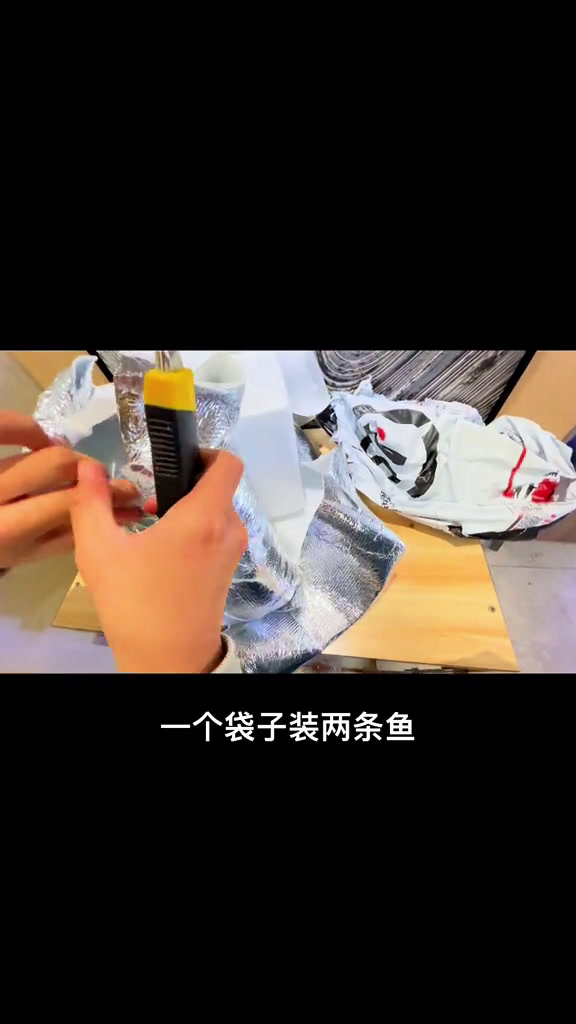 挑战养101种美丽的热带鱼—金波子小巧玲珑、性情比较温和,可混养,繁殖时具有较强领地意识