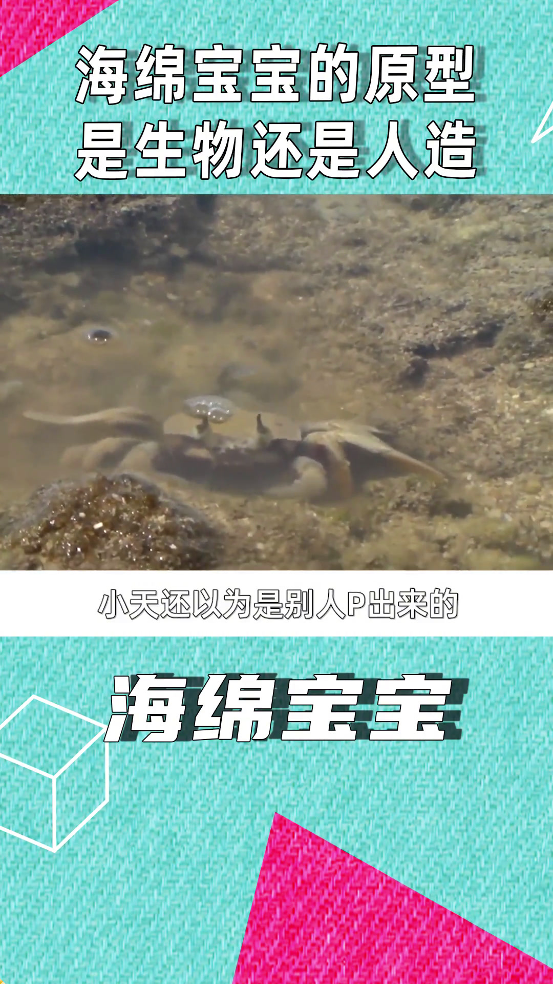 盘点《海绵宝宝》原型,痞老板小到看不清