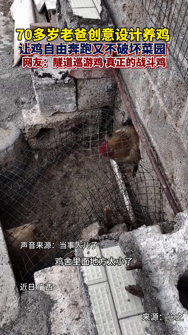 70多岁老人创意设计 鸡笼隧道养鸡,既不破坏菜园子,又能让鸡撒欢,网友:巡游队,真正的战斗