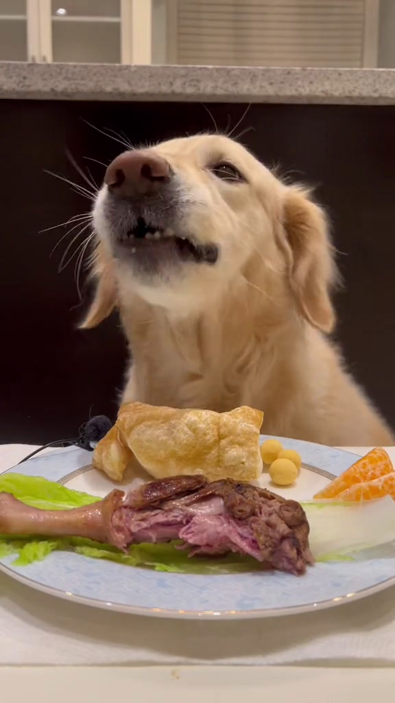 今日食谱:鸭腿 牛肩肉 鹌鹑蛋冻干 鸡肝 小白菜 橘子 芝士棒