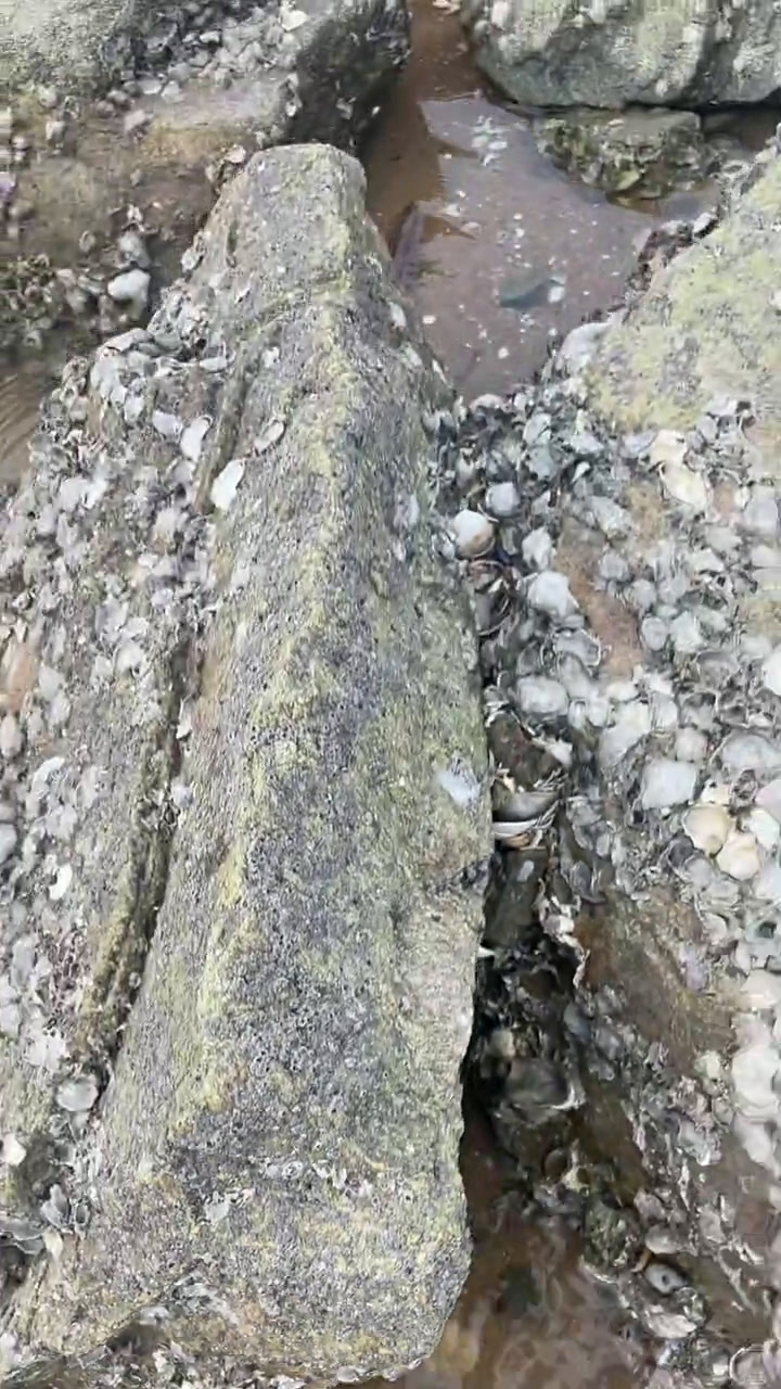 这是一种海鳗鱼,它会咬人的。也是特别滑溜