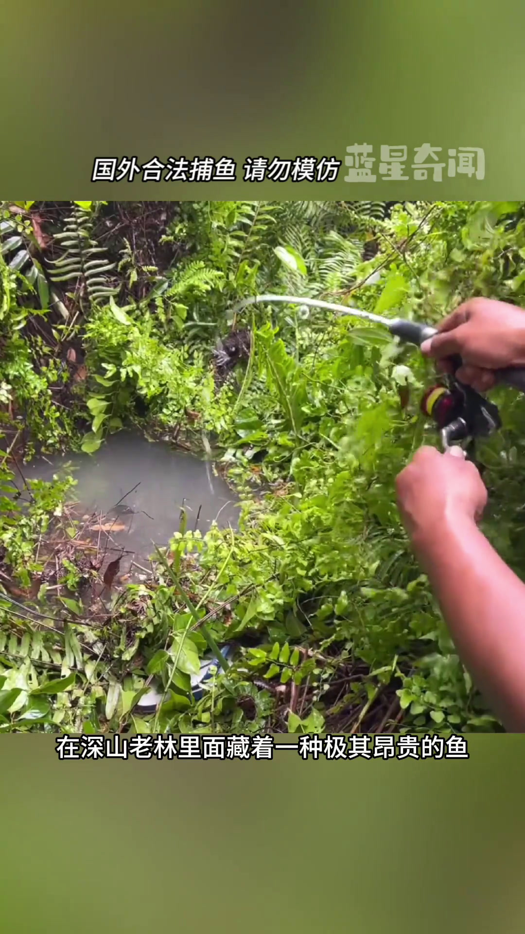 深山老林藏着一种像塘鲺的鱼
