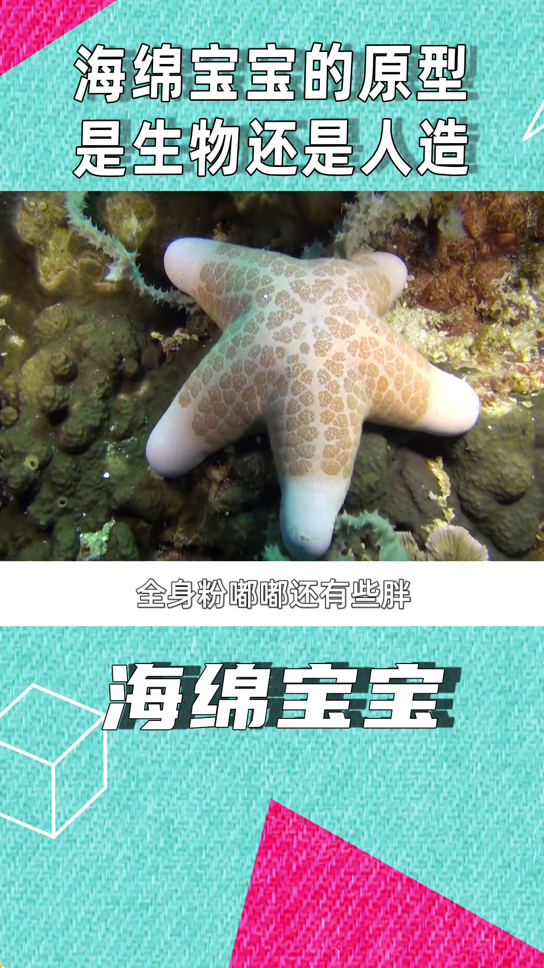 盘点《海绵宝宝》原型,痞老板小到看不清