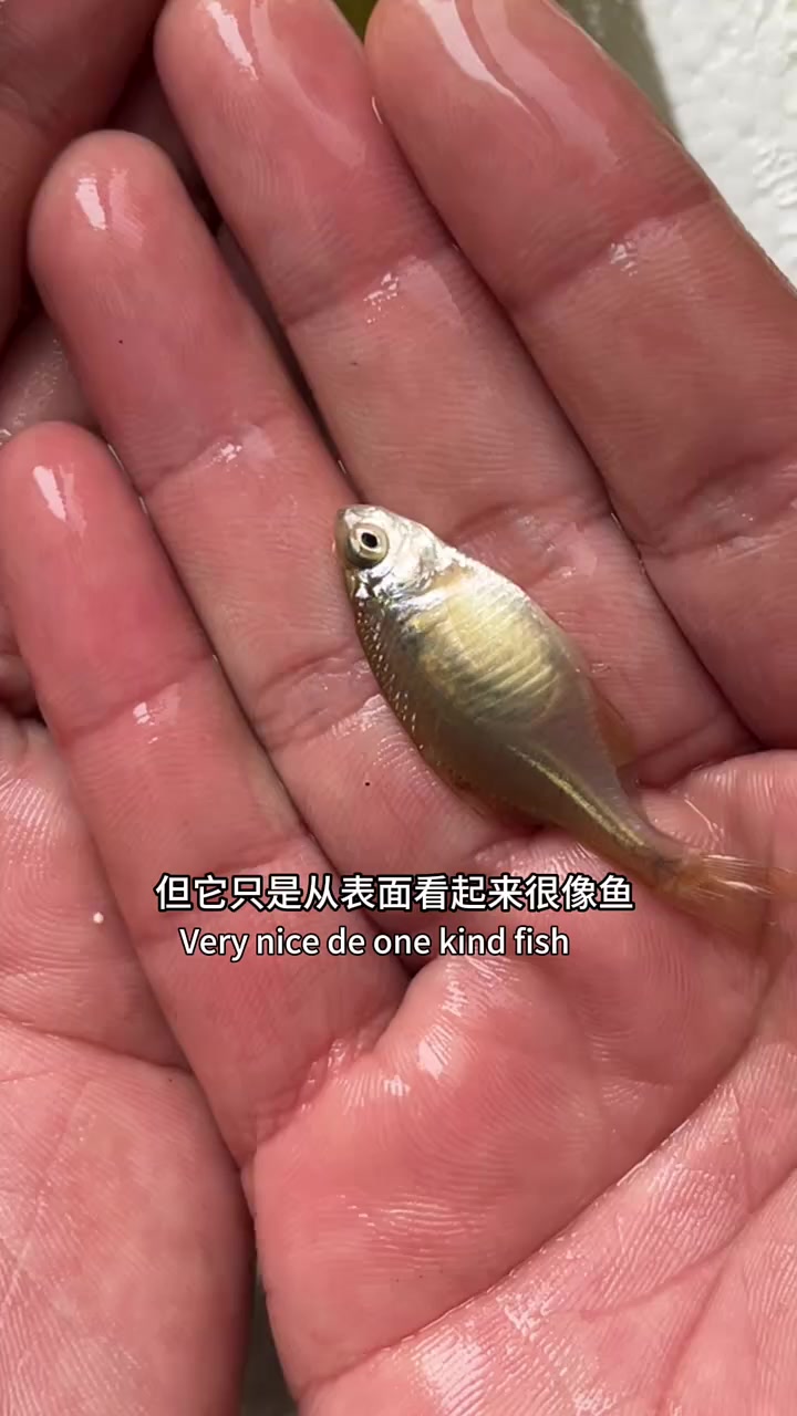 我有一个鱼缸……